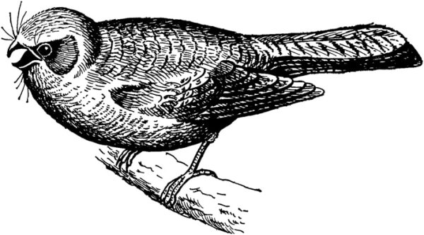 Рисунки на тему Кокушка