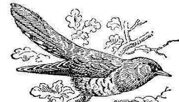 Соловей раскраска