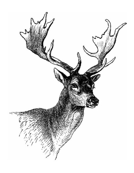 Голова оленя гравюра