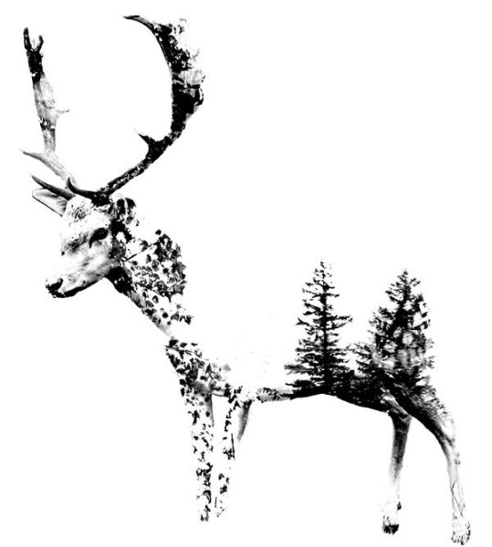 Косуля в графике