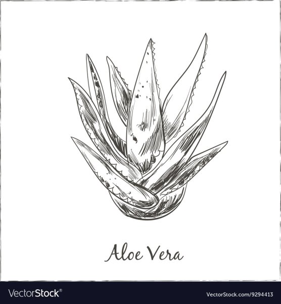 Алоэ рисованный вектор