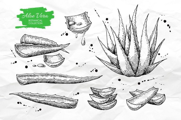 Контур алоэ лист