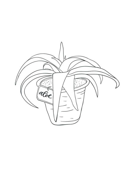 Алоэ раскраска