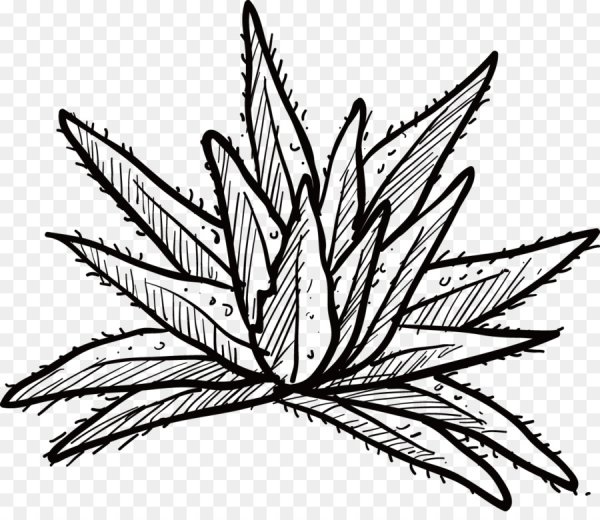 Алоэ силуэт