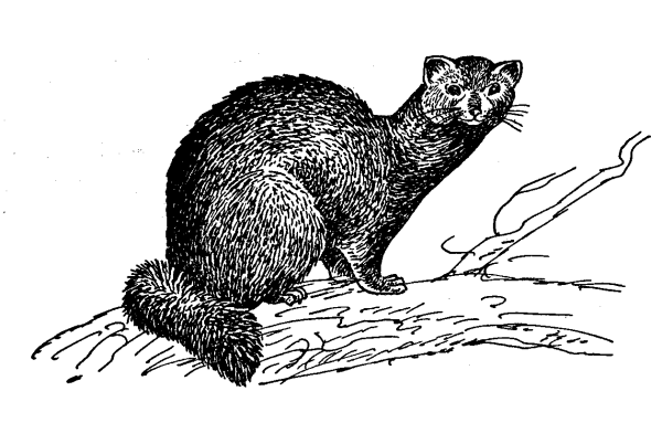 Соболь (зверек сем. Куньих)