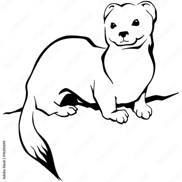 Ласка черно белая