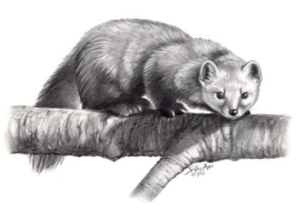 Куница Белогрудка