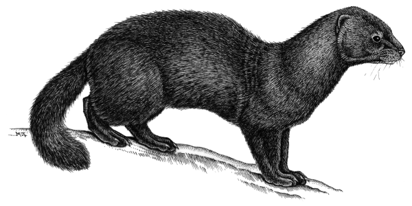 Горностай и Мангуст