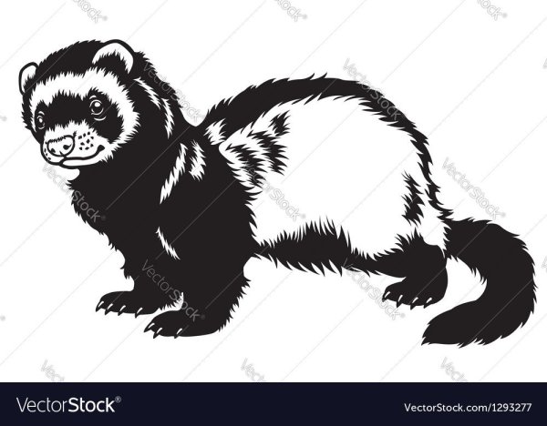 Хорек черно белый