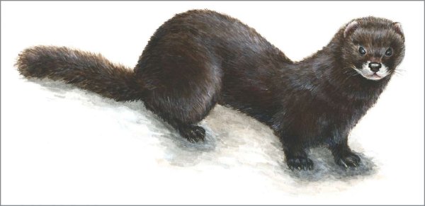 Европейская норка с детьми