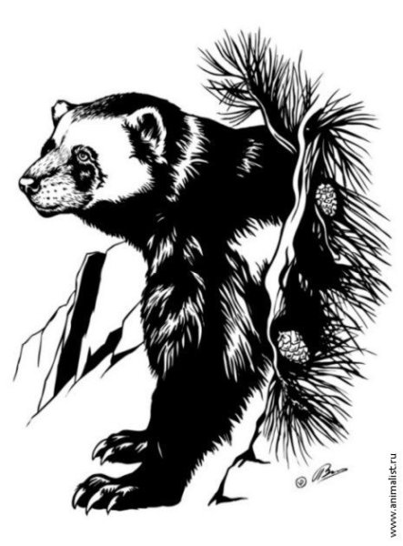 Росомаха животное эскиз