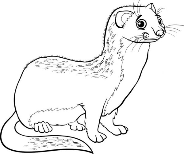 Ласка раскраска