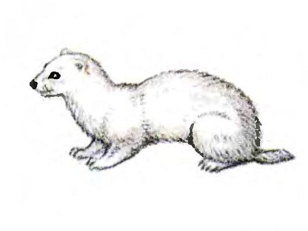 Ласка раскраска