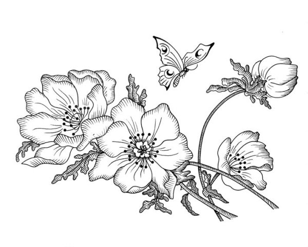 Композиция цветов карандашом