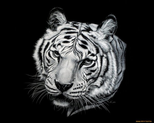 Картина тигр черно белая