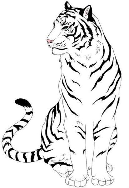 Тигр рисунок