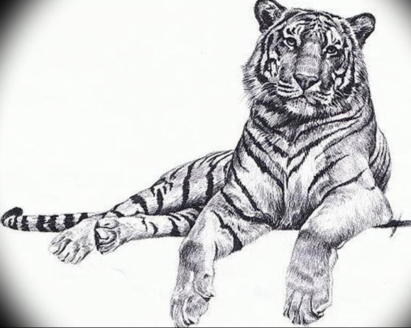 Набросок тигра карандашом