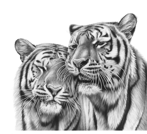 Тигр и тигрица для гравировки