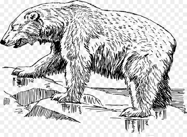 Медведь черно белый