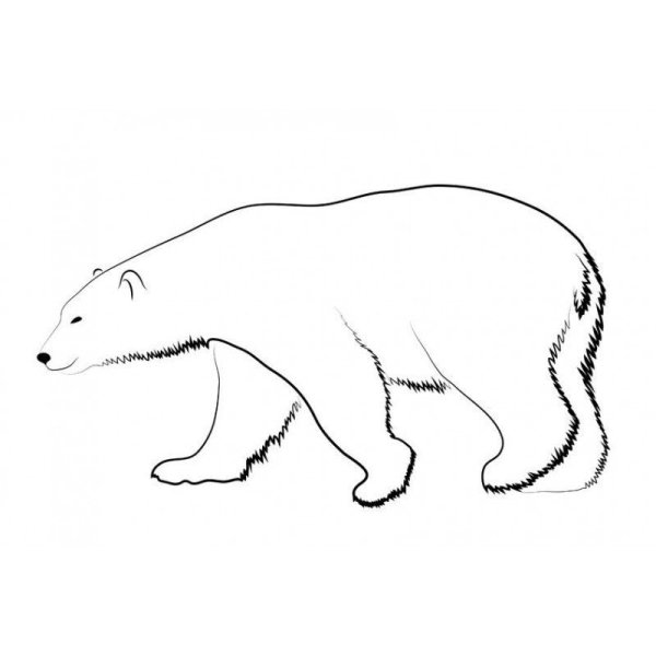 Контур белого медведя для детей