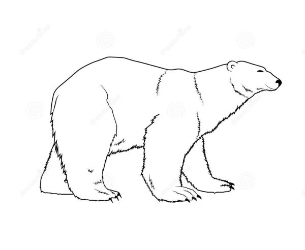 Контур медведя сбоку