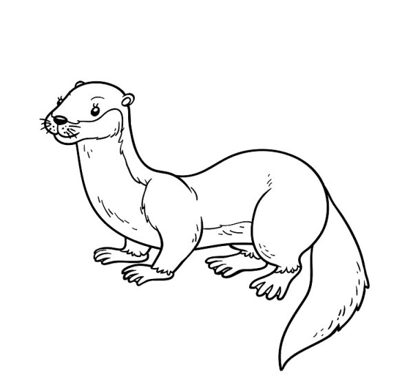Раскраска ласка животное