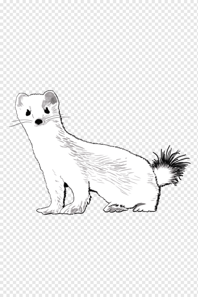 Горностай сбоку