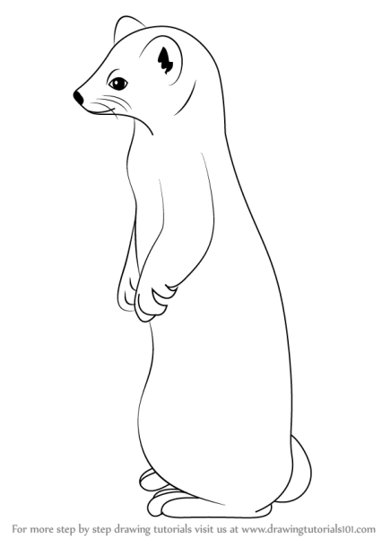 Горностай карандашом