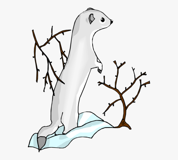 Горностай рисунок