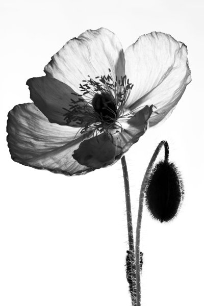 Черно белая акварель