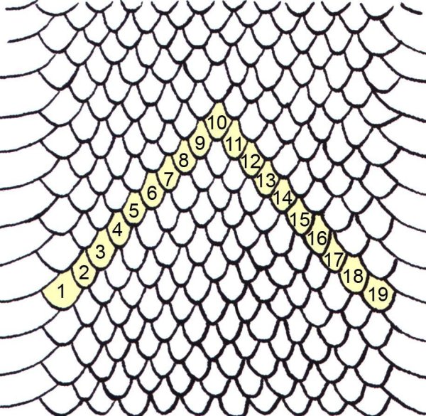 Чешуя змеи рисунок