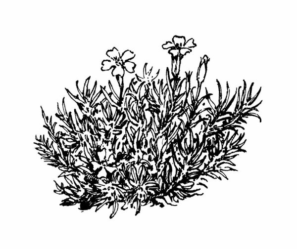 Мох раскраска для детей