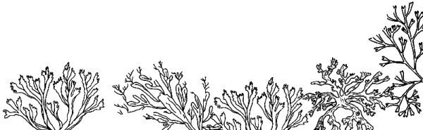 Мох раскраска для детей