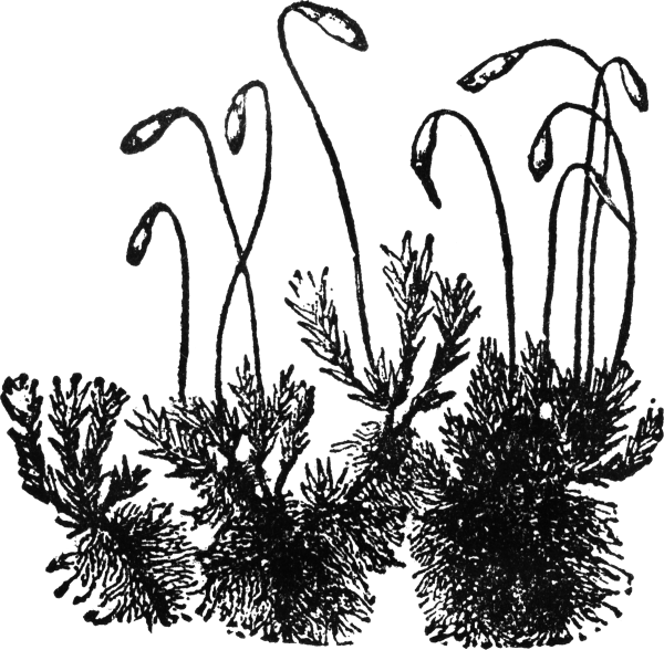 Мох Кукушкин лен раскраска