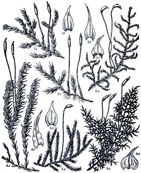 Цетрария Исландская рисунок