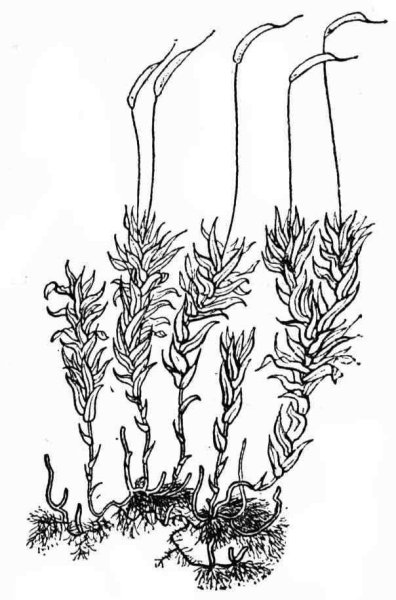 Ксантория лишайник рисунок