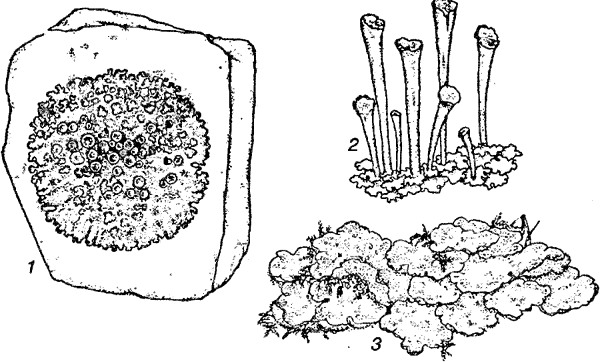 Лишайники раскраска для детей