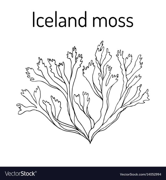 Мох лишайник Графика