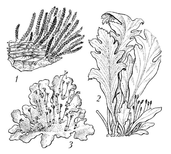 Ягель раскраска для детей
