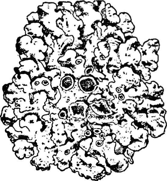 Кустистый лишайник Cetraria islandica