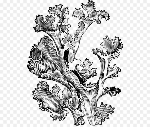 Мох раскраска для детей