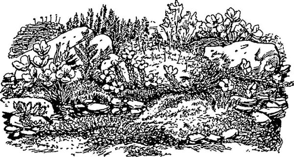 Накипные лишайники раскраска