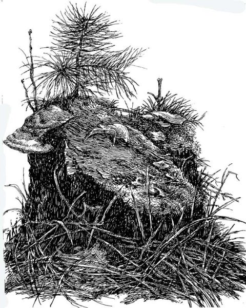 Лишайники раскраска