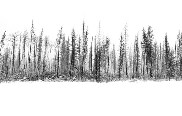 Лес рисунок