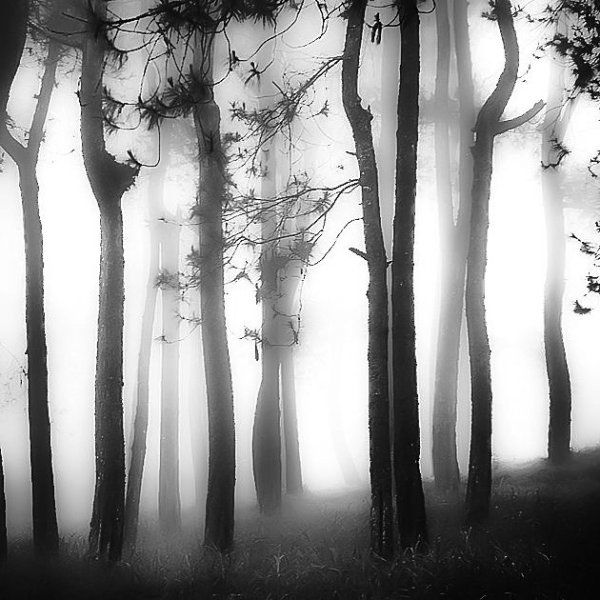 Картина лес черно белая