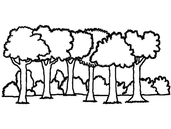 Лес рисунок карандашом для детей