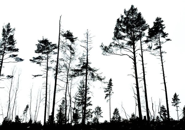 Силуэт сосны