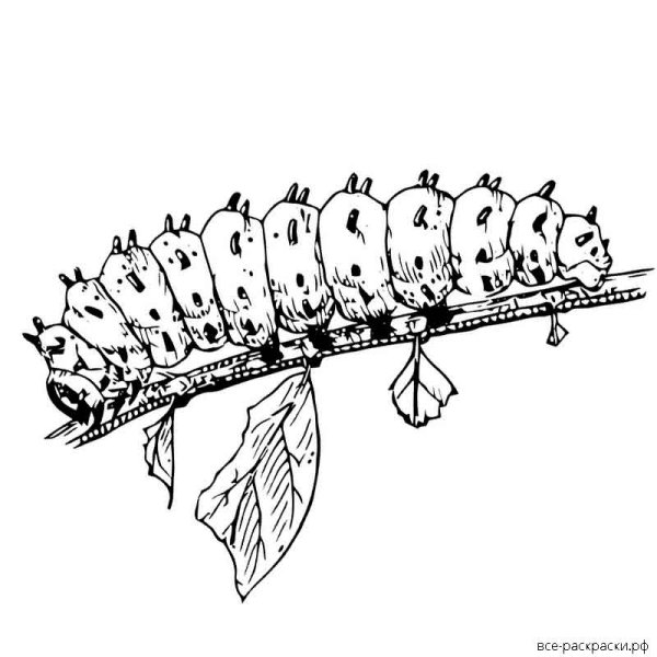 Гусеница листовертка раскраска