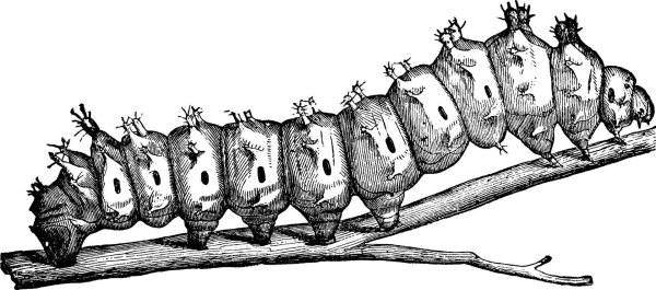 Гусеница чб