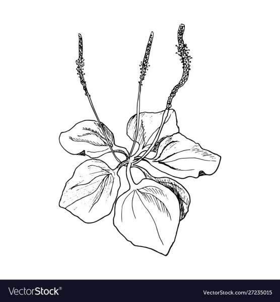 Подорожник большой раскраска